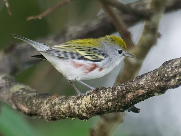 <h3><a href="/trips/costa-rica/biota/animalia/chordata/aves/040 passeriformes/122 parulidae/setophaga pensylvanica/setophaga pensylvanica-nl.html">Setophaga&nbsp;pensylvanica</a> / Chestnut‑sided&nbsp;warbler / Roestflankzanger</h3>OM-1 Mark II met M.300mm F4.0 + MC-14, 1/1250 sec  bij F5.6, ISO 10000, afstand 9.56&nbsp;m